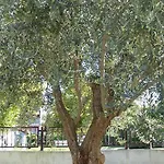 Apartament Libera *